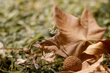 close up of chestnut in golden leaves on the ground
