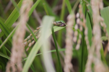 稲穂に隠れるカエル