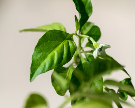 Close up of Some Green Leaves
