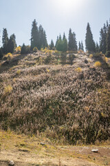 Autumn landscape of grassless hills, pine trees, blue sky and walking trails. Autumn in rural Kazakhstan