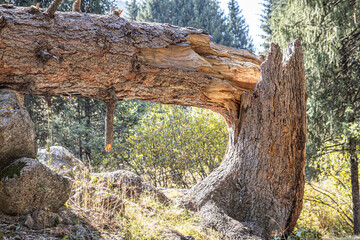 Broken trunk of a tree in Autumn woods