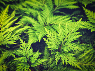 Pattern of fern on the surface green color in the garden.Tropical tree nature background and texture.