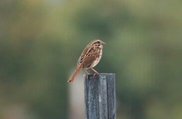 Song sparrow on a fence