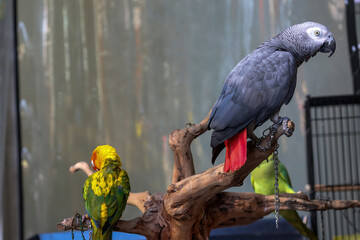 African Gray parrot and Sun Conure on a tree trunk at the parrot show