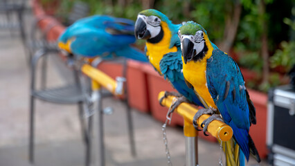 Blue gold Macaw in bird park area