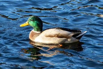 duck on the water