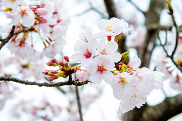 Naklejka premium 桜