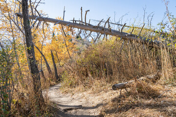 Autumn landscape of grassless hills, pine trees, blue sky and walking trails. Autumn in rural Kazakhstan