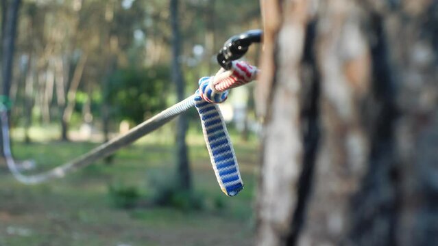Young man attaching a slackline to a tree in the woods.