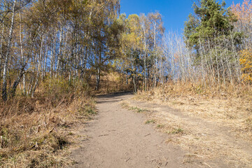 Autumn landscape of grassless hills, pine trees, blue sky and walking trails. Autumn in rural Kazakhstan