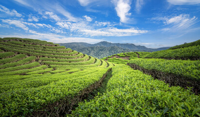 Tea Field Plantation in beautiful day and sky
