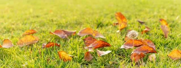 autumn leaves in the grass	