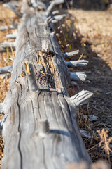 Close up shot of a huge dry grey log on the Autumn ground