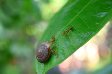 Selective focus on snail and ants on leaf with green leaves bokeh background, in topical forest  at countryside of Thailand.