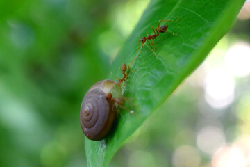 A small snail crawling  from the ground into green leaf,  surrounding by ants in the forest in countryside of Thailand.