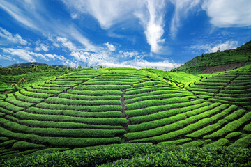 Tea Field Plantation in beautiful day and sky
