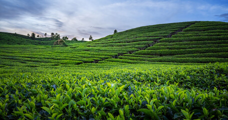Tea Field Plantation in beautiful day and sky
