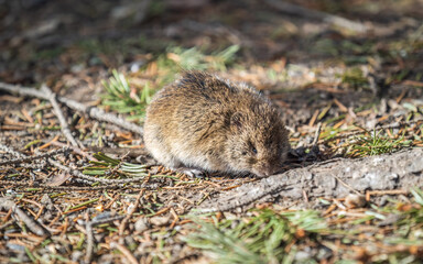 A closeup of a Common vole, Microtus arvalis, on the ground with a blurry background
