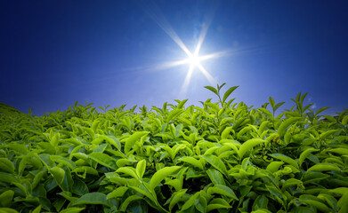 Fototapeta na wymiar Tea Field Plantation in beautiful day and sky