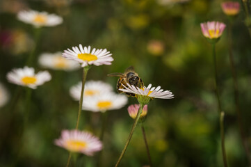 Macro shot of  honey bee flying on flower eaf