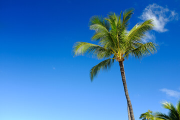 Fototapeta premium Palm trees against blue sky