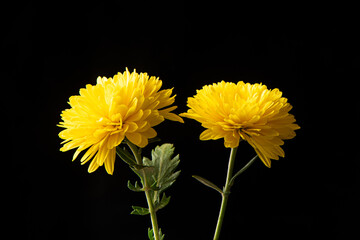 Yellow daisy chrysanthemum flower isolated on Black background