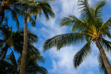 Obraz premium Palm trees against blue sky