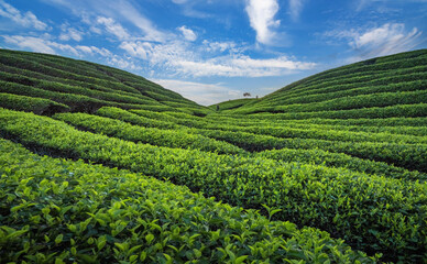 Fototapeta na wymiar Tea Field Plantation in beautiful day and sky 