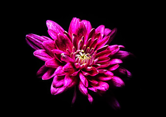 pink dahlia flower isolated on black