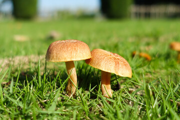 ふたつのきのこ