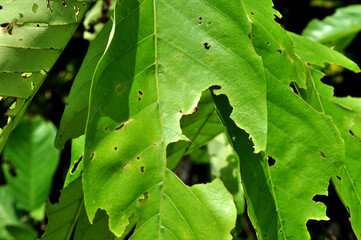 The texture of the green leaves with holes eaten by caterpillars