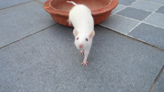 White laboratory mouse (Mus musculus ) crawling on a clay pot. Uttarakhand India
