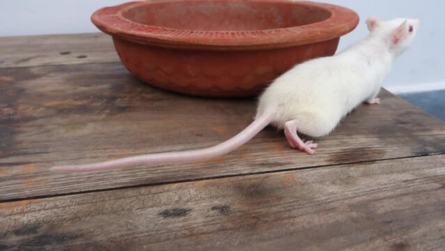 White laboratory mouse (Mus musculus ) crawling on a clay pot. Uttarakhand India
