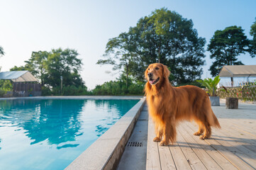 Golden Retriever standing by the pool