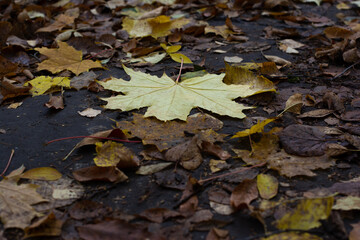 Closeup wide angle yellow maple leaves lying on the ground Autumn nature image