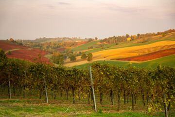 Obraz premium Autumn landscape, red vineyards in Castelvetro di Modena, Italy