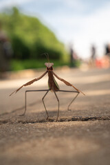 praying mantis