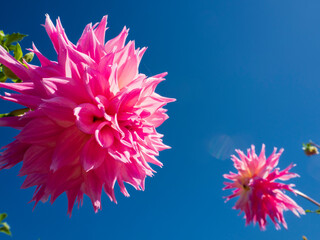 ピンクのダリア