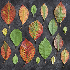 Flatlay of colorful autumn leaves background. Concept of changing seasons.