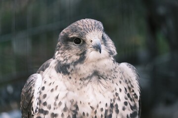 common buzzard buteo