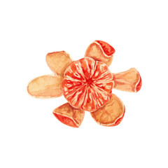 Peeled tangerine in the peel, top view. Watercolor illustration.