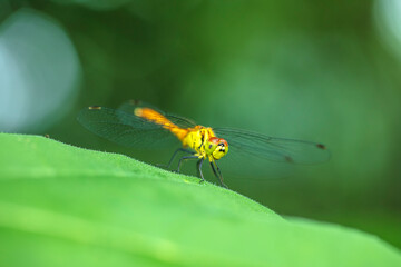 Dragonflies perching on leaves.