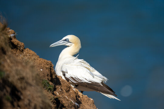 Northern Gannet nesting on Bempton cliffs on the North Yorkshire coast in England