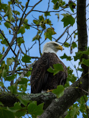 white tailed eagle