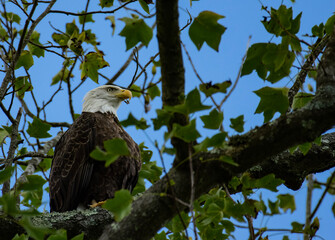 Bald eagle