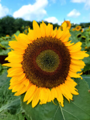 Fototapeta premium sunflower in the field