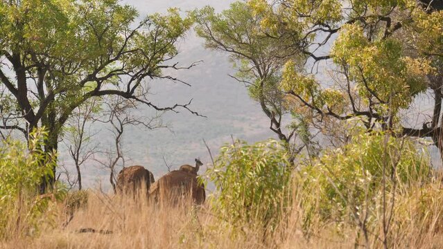 Male Klipspringer antelope lies on rock atop a hill overlooking valley below