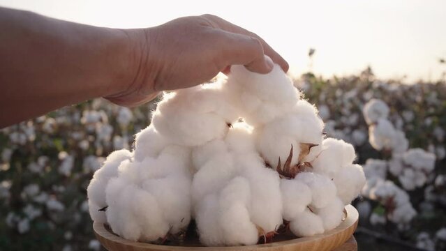 Close-up of a pile of cotton bolls against a cotton field as the camera pans over it. agricultural business