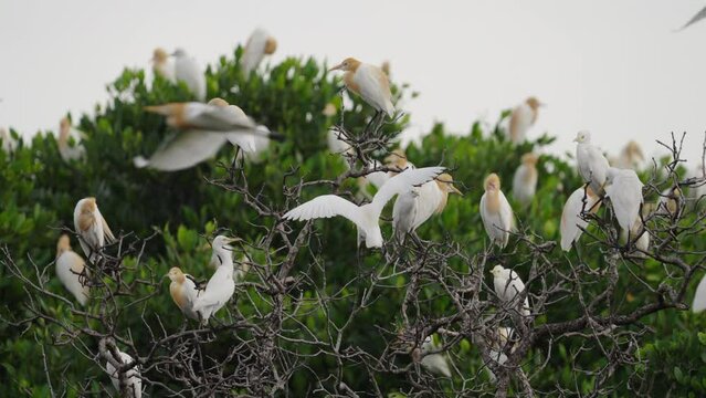 Spectacular close up of cattle egret birds in flight and resting on top of magrove tree