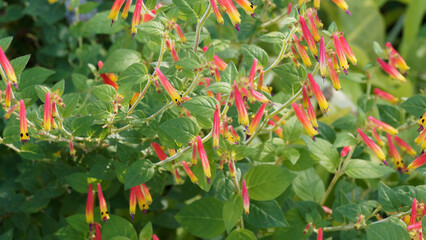 (Justicia floribunda) Attractive tubular flowers of Brazilian fuchsia with a colour gradient,...